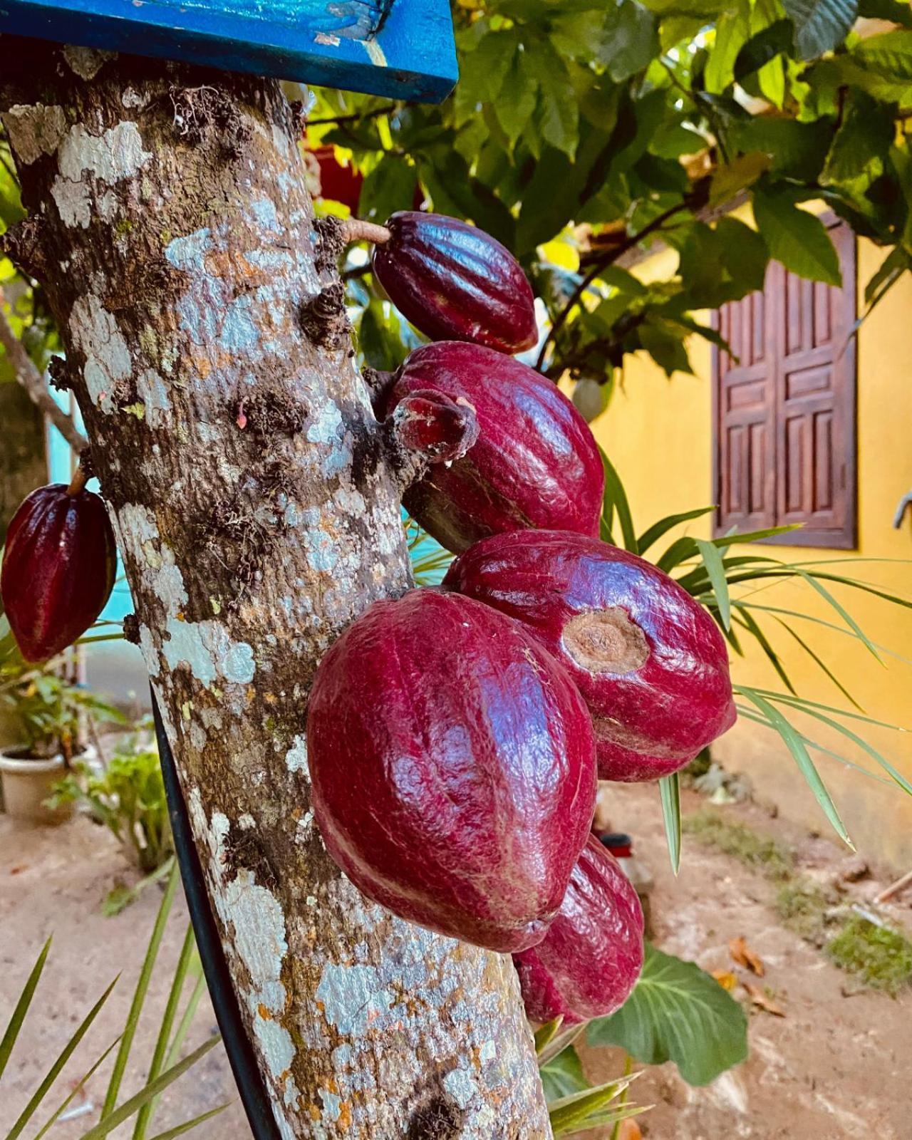Caraiva Recanto Pousada De Ferias 外观 照片